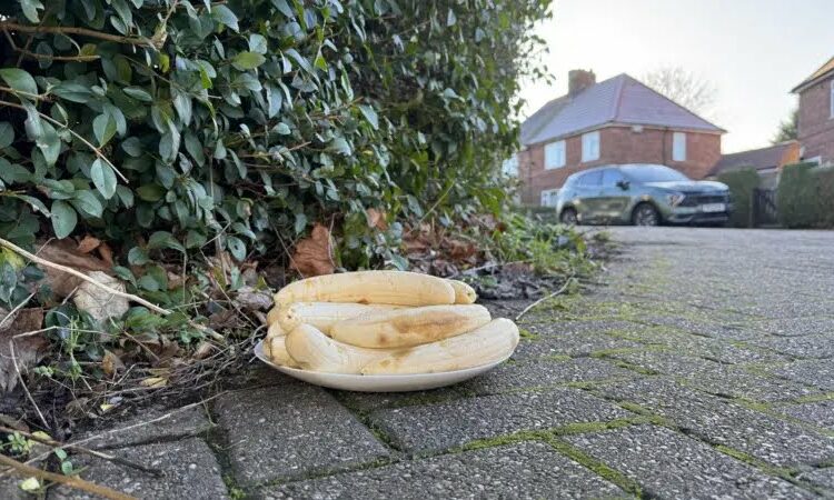 Mysterious banana ‘offering’ appear monthly at UK junction Mysterious banana ‘offering’ appear monthly at UK junction