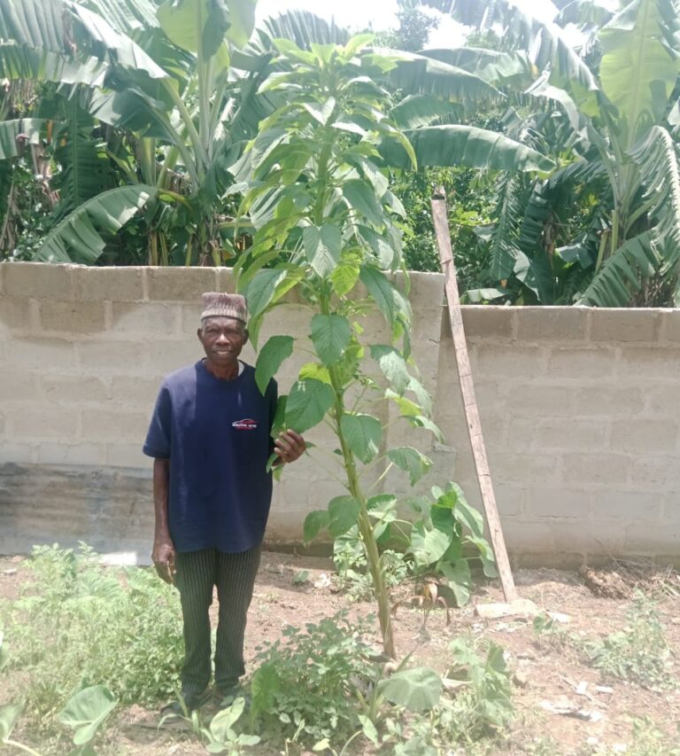 Ekiti farmer grows Africa’s record-breaking spinach plant Ekiti farmer grows Africa’s record-breaking spinach plant