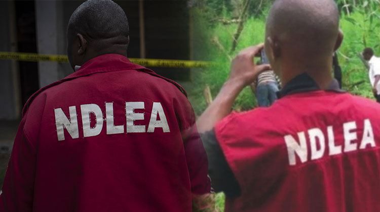 NDLEA seizes N6.5b drugs from British, Nigerian traffickers