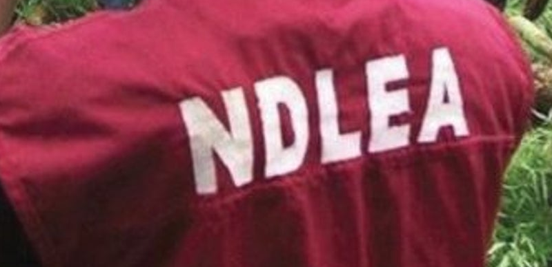 NDLEA nabs bizmen, destroys 13,198 kilograms of skunk in Edo forests