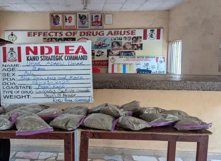 NDLEA arrests 27-year-old with N10m worth of cannabis in Kano NDLEA arrests 27-year-old with N10m worth of cannabis in Kano