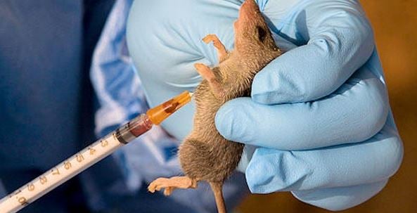 166 people die of Lassa fever in nine months
